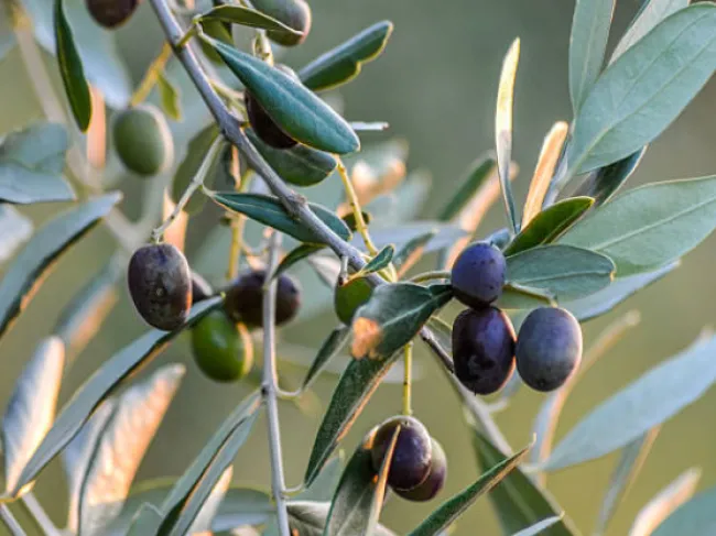 olives